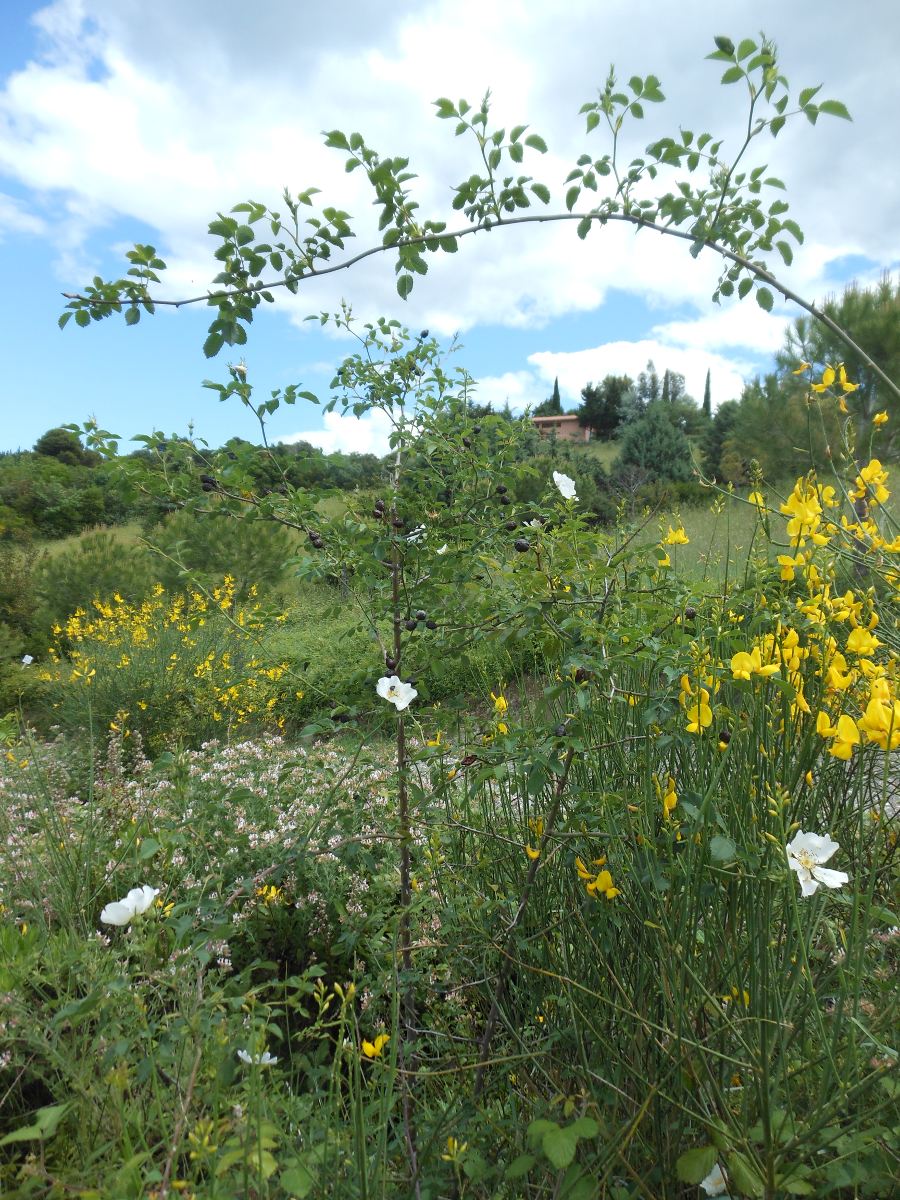 Rosa andegavensis / Rosa andegavense